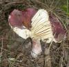 russula_xerampelina_1_t1.jpg