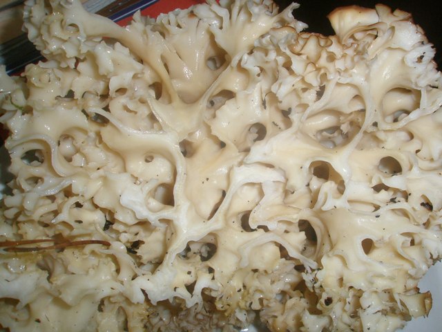 sparassis_crispa_2.jpg