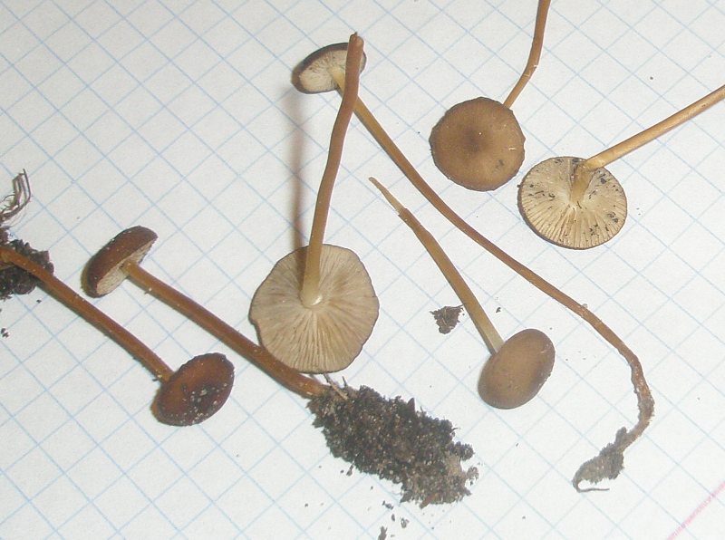 strobilurus_tenacellus_2.jpg