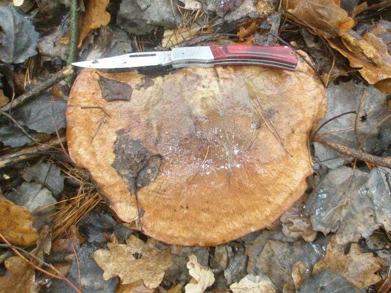 suillus_luteus.jpg