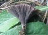 thelephora_sp_1a_t1.jpg