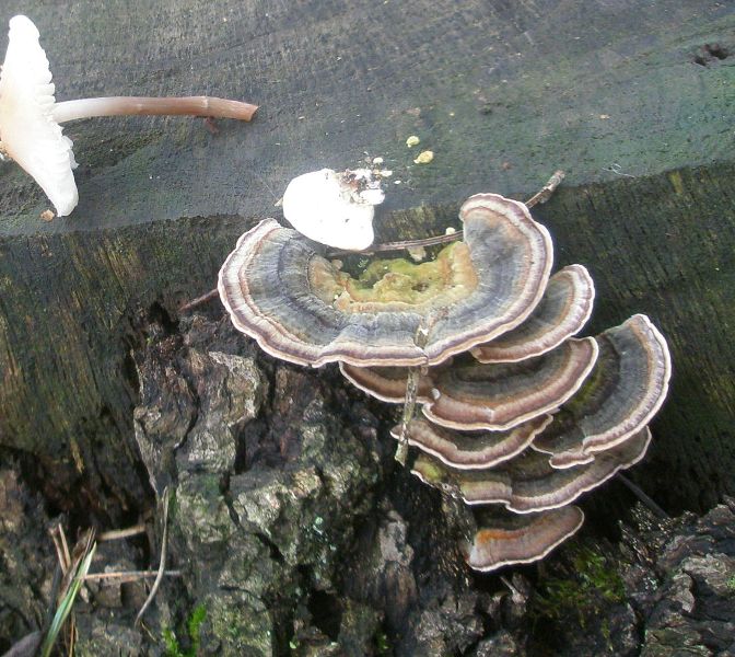 trametes_versicolor.jpg