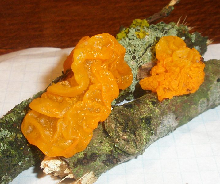 tremella_mesenterica_1.jpg