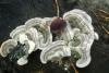 trichaptum-fuscoviolaceum_01_t1.jpg