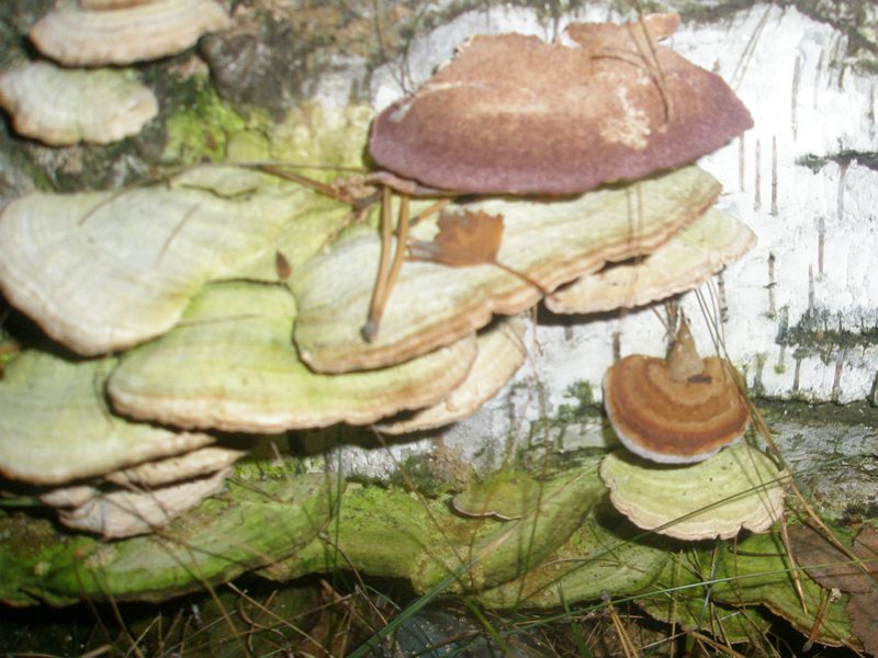 trichaptum_beforme_45.jpg