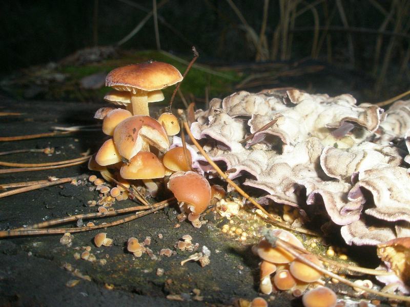 trichaptum_sp1.jpg