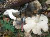 tricholoma_populinum_1_t1.jpg