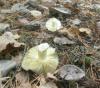 tricholoma_portentosum_t1.jpg