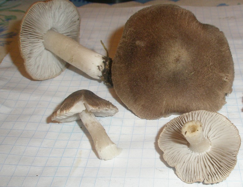 tricholoma_terreum_0.jpg