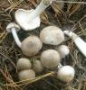 tricholoma_terreum_1_t1.jpg