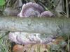 trychaptum_biforme_1_t1.jpg