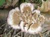 trychaptum_biforme_2_t1.jpg