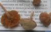 tubaria_sp_1_t1.jpg
