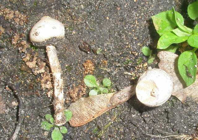tulostoma_sp.jpg