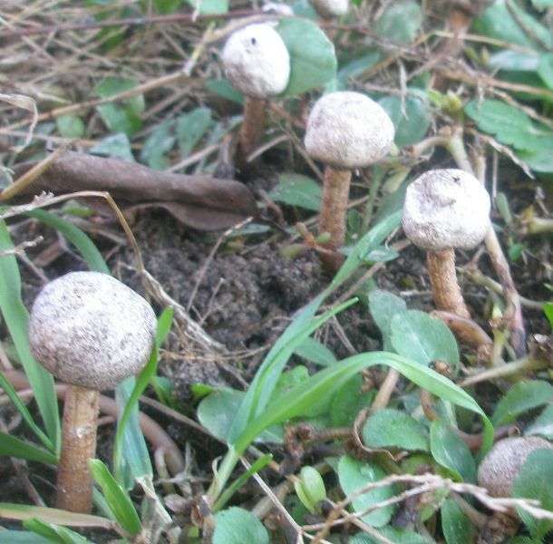 tulostoma_sp_1.jpg