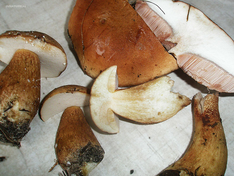 tylopilus-felleus_03.jpg