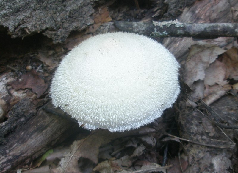 volvariella_bombycina_1.jpg