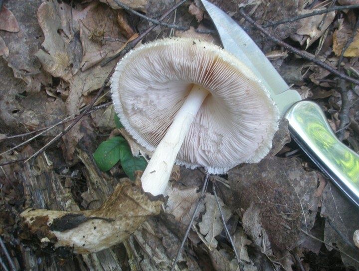 volvariella_bombycina_2.jpg