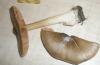 volvariella_gloeocephala_t1.jpg