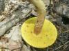 xerocomus_subtomentosus_2_t1.jpg
