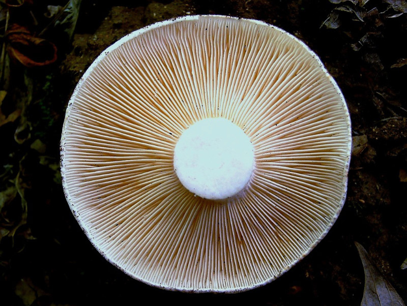 7816175.jpg