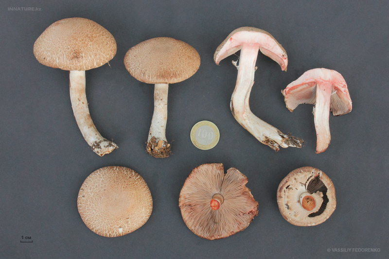 agaricus.jpg