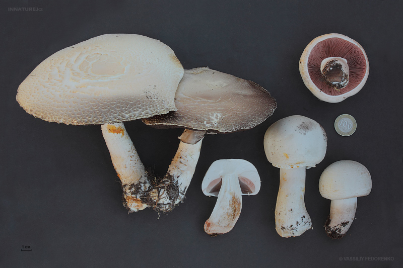 agaricus02.jpg