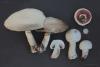 agaricus02_t1.jpg