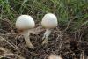 agaricus_01_1_t1.jpg