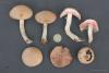 agaricus_t1.jpg