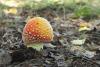 amanita-muscaria_01_t1.jpg