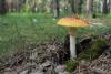 amanita-muscaria_02_t1.jpg
