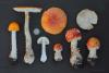 amanita-muscaria_t1.jpg