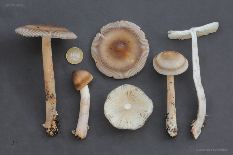 amanita-umbrinolutea.jpg