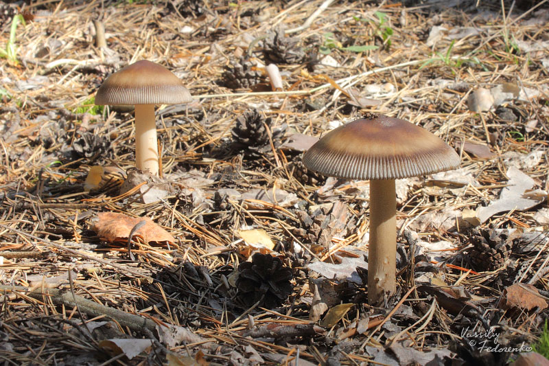 amanita-umbrinolutea_01.jpg