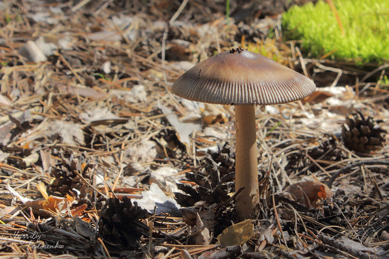 amanita-umbrinolutea_02.jpg