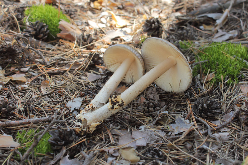 amanita-umbrinolutea_03.jpg