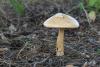 amanita_01_1_t1.jpg