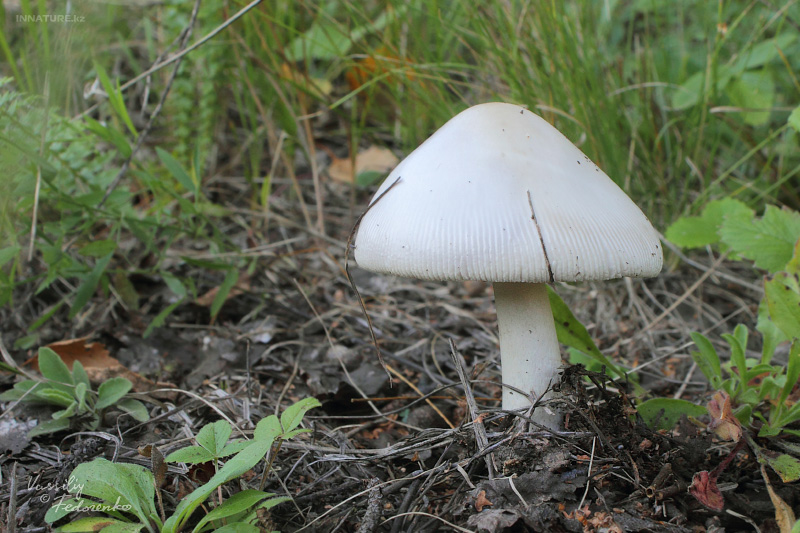 amanitopsis-alba_01_1.jpg