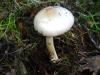 amanitopsis-alba_01_t1.jpg