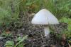 amanitopsis-alba_01_t1_1.jpg