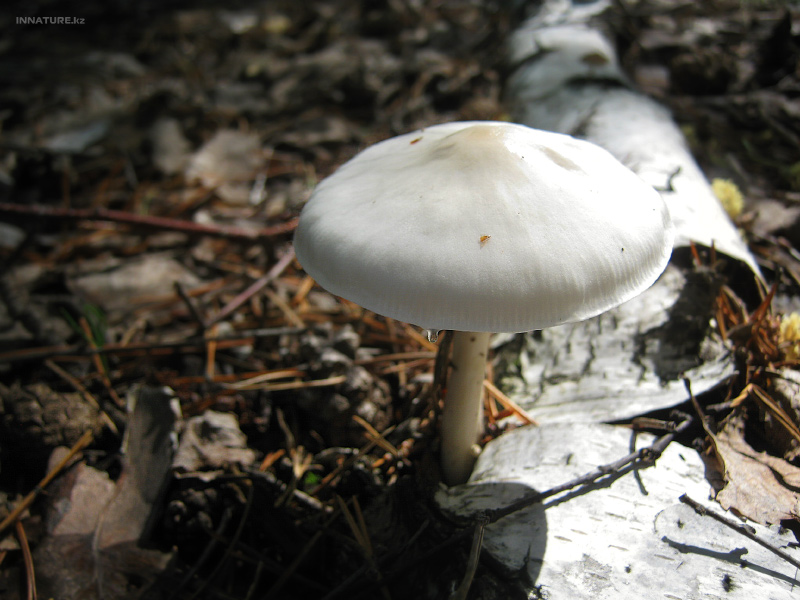 amanitopsis-alba_02.jpg