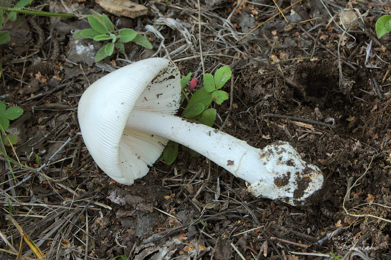 amanitopsis-alba_02_1.jpg