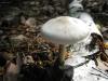 amanitopsis-alba_02_t1.jpg