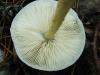 amanitopsis-alba_03_t1.jpg