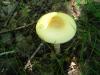 amanitopsis-alba_04_t1.jpg