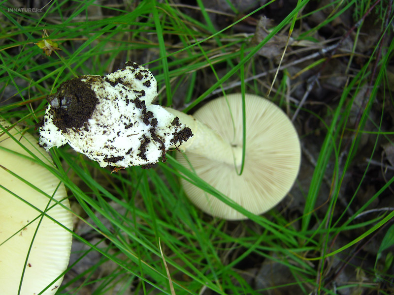 amanitopsis-alba_05.jpg