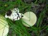 amanitopsis-alba_05_t1.jpg