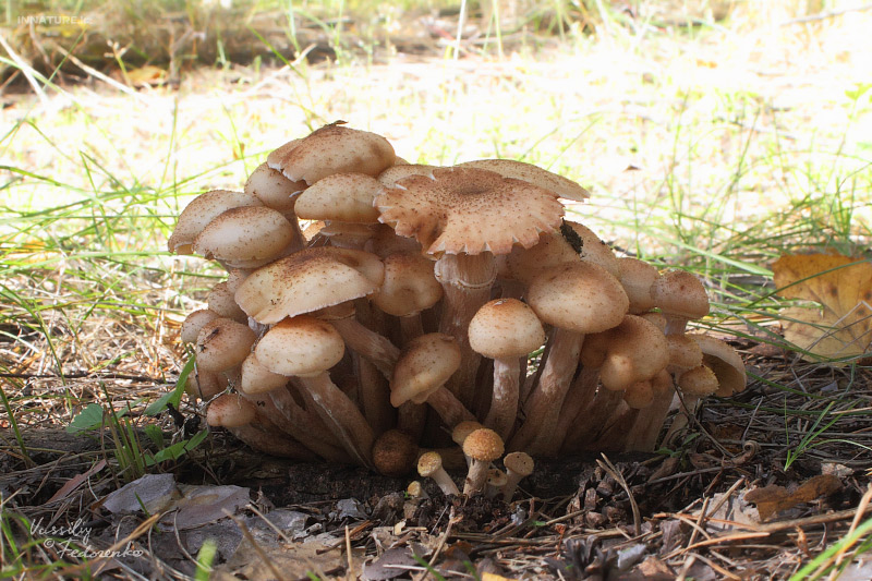 armillariella-mellea_01.jpg