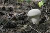 calvatia_01_t1.jpg